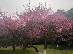 -杭州植物园