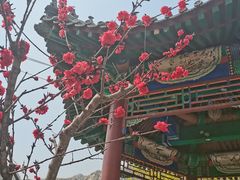 -北京凤凰岭
