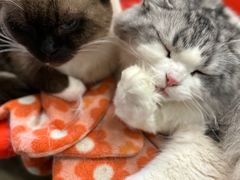 -猫咪博物馆(顶澳仔猫街店)