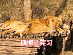-保定市动物园