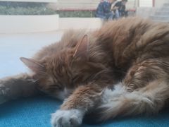 -绒爪撸猫下午茶·猫咖