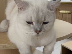 -鼓捣猫呢主题猫咖店