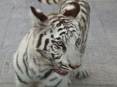 -西霞口神雕山野生动物世界