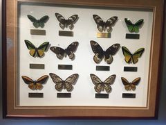 -上海昆虫博物馆