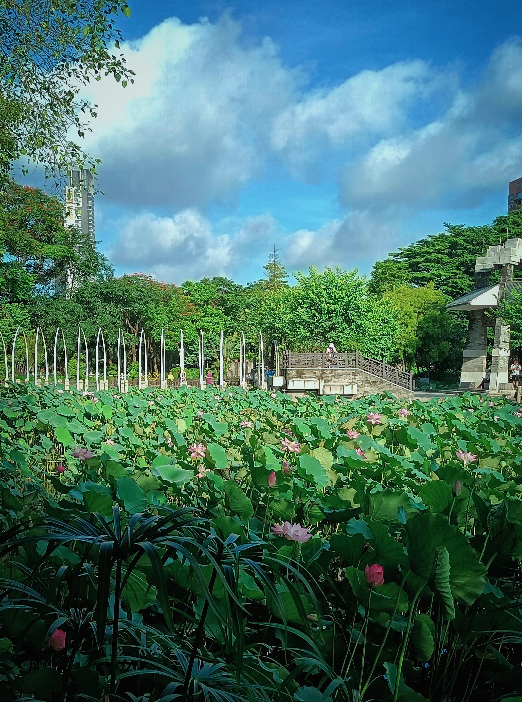 佛山亚艺公园[爱]:仙雾缭绕荷香来[玫瑰]