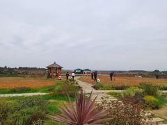 -空港花田景区