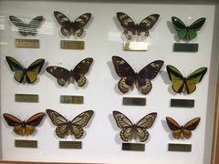 -上海昆虫博物馆