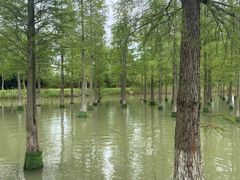 -泗洪洪泽湖湿地景区