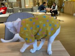 -猫腻·猫咖·撸猫馆(星光大道店)