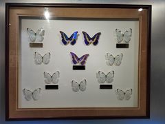 -上海昆虫博物馆