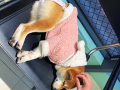 -怪兽屋·羊驼·猫咖·狗咖(俊华广场店)