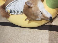 -逗柴咖啡屋·狗咖猫咖宠物桌游