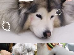 -汪说·狗咖·拼豆·宠物周边DIY(旺城大厦店)