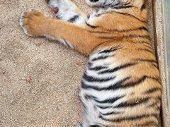 -北京野生动物园