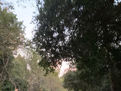 -武汉大学-樱园