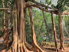 -中国科学院西双版纳热带植物园