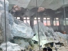 -帝企鹅自助餐厅•儿童岛•真企鹅(长隆企鹅酒店)