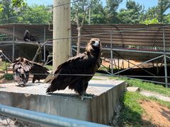 -西霞口神雕山野生动物世界