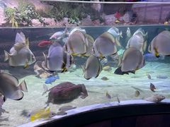 -迪拜水族馆及水下动物园