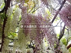 -嘉定紫藤园