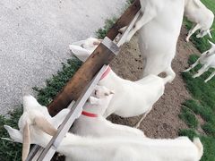 -前小桔亲子创意农场·草莓采摘·露营烧烤