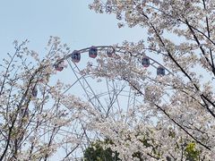 -顾村公园