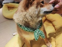 -逗柴咖啡屋·狗咖猫咖宠物桌游