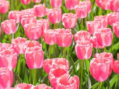 -洛阳郁金香牡丹园