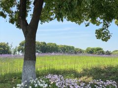 -西京湾花海