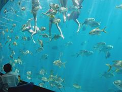-瑞德姆美人鱼海底演艺主题餐厅(亚龙湾店)