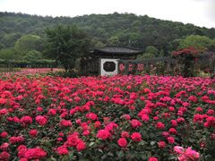 -龙寺生态园