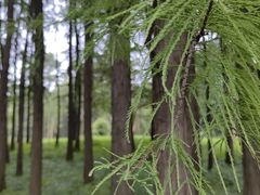 -上海共青森林公园