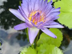 -上海辰山植物园