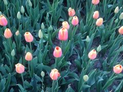 -洛阳郁金香牡丹园