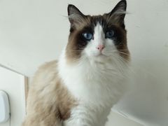 -Catmate·猫肥家润(金润铂宫店)