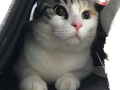 -纳吉亚猫专科动物诊疗中心(蒋宅口分院)