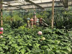 -南宫五洲植物乐园