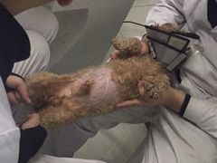 -中农大我爱我爱24h动物医院·中医针灸·猫专科·骨科医疗中心(双井店)