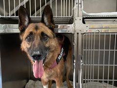 -伟伟宠物医院·CT影像中心·瑞派犬猫综合性门诊(汉口总院)