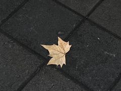 -常识咖啡common sense(春熙路店)