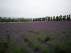 -富田农场