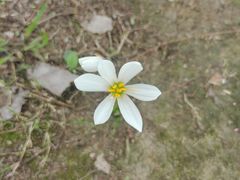 -合肥滨湖国家森林公园