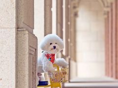 -超宠爱宠物摄影-Super pet