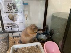 -有猫主题·治愈系猫咖(曾厝垵店)