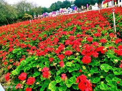 -松山湖梦幻百花洲