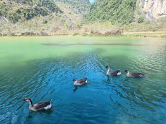 -靖西鹅泉风景区