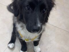 -艾贝尔宠物医院·狂犬免疫点(江山金象城店)
