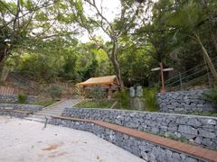 -银湖山郊野公园-相思林
