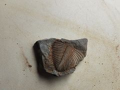 -房山世界地质公园博物馆
