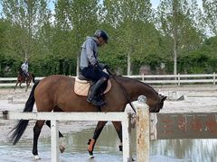 -北京群众马术培训基地